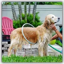 Bañador Para Mascotas Perros Aro Aspersor Circular 360