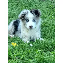 Lindos Border Collie Padres Inscritos