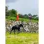 Tercera imagen para búsqueda de venta de caballo frison friesian