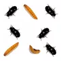 Terceira imagem para pesquisa de besouro do amendoim