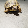 Segunda imagen para búsqueda de tortuga