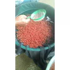 Venta De Alevino: Bocachico, Cachama, Tilapia Roja