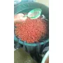 Segunda imagen para búsqueda de alevinos de tilapia roja x 1000 unidades