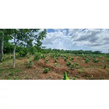 Vendo Esta Finca De 59 Tareas En Don Juan De Monte Plata