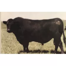 100 Dosis Semen Bovino - Angus