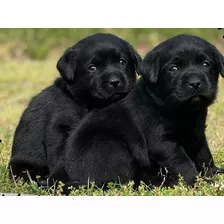 Labrador Retriever Negro Compañero Adorable Ladriditoss