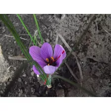 Bulbos De Azafran Crocus Sativus 12 Unidades