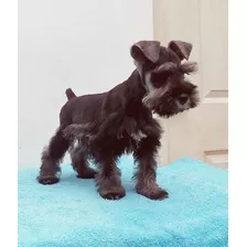 Cachorros Schnauzer , A-1 ,bellas Snauzer ,mini Toy 