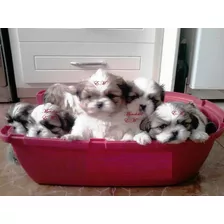 Shih Tzu Shitzu Shihtzu Cachorros Puros 350 Bellos Mini 