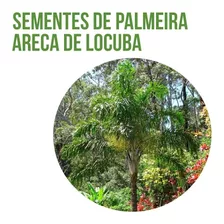 100 Sementes De Palmeira Areca De Locuba 