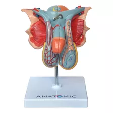 Modelo Anatômico Do Órgão Genital Masculino Em 5 Partes