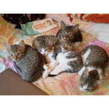 Doy En Adopción 5 Gatitos