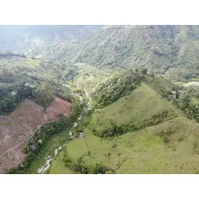 Se Vende Finca En Pijao Para Aguacate Hass