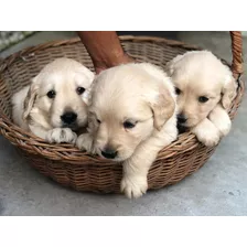 Golden Retriever Cachorros Originales Aptos Registro Cpri