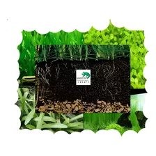 Regalado Sustrato 100% Natural Nutritivo 6 Kg Plantas