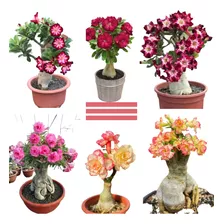 30 Sementes Mix Rosa Do Deserto Adenium Obesum (30 Tipos)