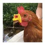 Terceira imagem para pesquisa de venda de frangos e frangas caipira vivo