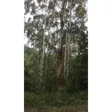 Lote Na Entrada Da Cidade (não É Balbina).