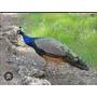 Segunda imagen para búsqueda de aves venta de pavos reales azules