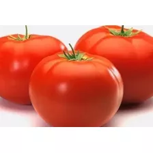 Tomate Alambra Gigante Sementes P/ Mudas 