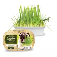 Graminha Para Cães Green Digestive Grass Ipet - 50g