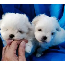 Lindos Cachorros Bichon Maltes Toy