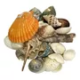 Segunda imagen para búsqueda de conchas de mar