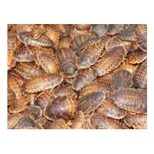 Cucarachas Blaptica Dubia X 10 (reproductoras) Alimento Vivo