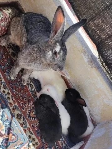 Conejos Bebes De 30dias.