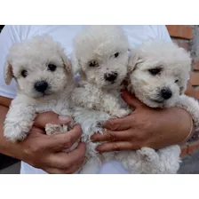 Vendo Perritos French Poodle