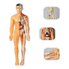 28,5 Cm De Anatomía Humana Torso Esqueleto Modelo Juguete