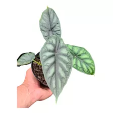 Muda De Alocasia Dragon Scale Escama De Dragão Fotos Reais