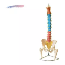 Coluna Vertebral Colorida Flexível C/ Cabeça Do Femur + Base