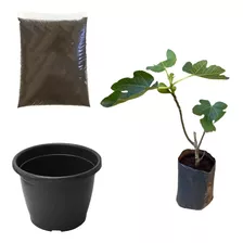 Muda De Figo Roxo Kit Terra + Vaso Ideal Para Apartamento