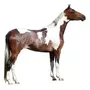 Terceira imagem para pesquisa de venda cavalos