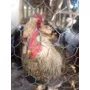 Primera imagen para búsqueda de gallinas brahma