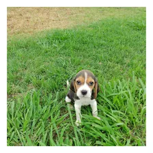 Cachorras Beagles 1