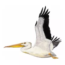 5 Guías Planas Rígidas - Aves Marino-costeras Pacífico
