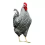 Terceira imagem para pesquisa de galinhas da raca light sussex