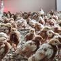 Primera imagen para búsqueda de gallina