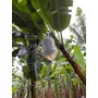 Segunda imagem para pesquisa de sacos de ensacar banana