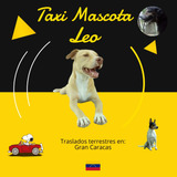 Traslado Para Mascotas Gran Caracas Y Zonas Cercanas