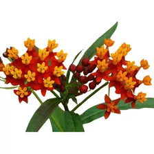 Flor De Sangre Platanillo Asclepias Curassavicas Mariposa