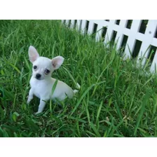 Cachorro Chihuahua Blanco Cabeza De Manzana 18