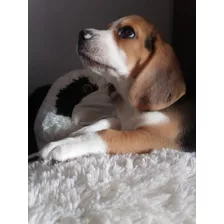 Cachorros Beagle A1
