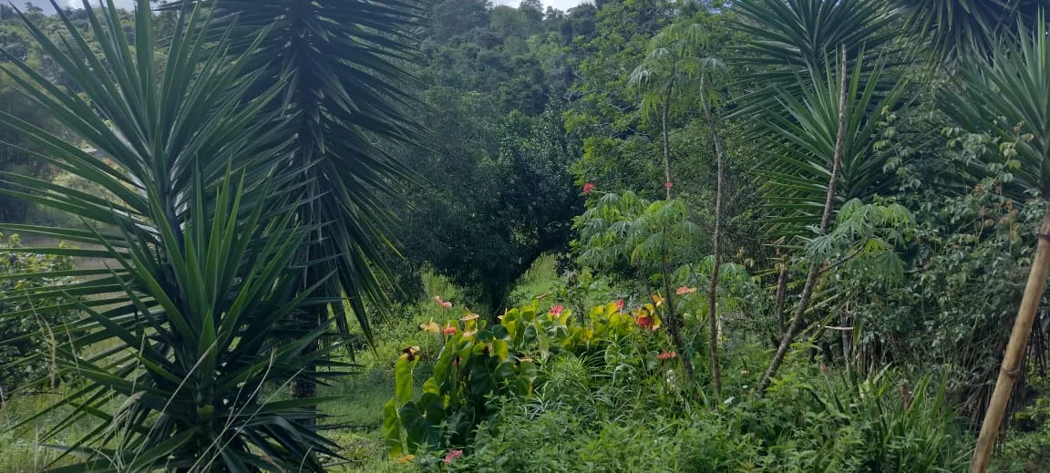 Fazenda De Cacau, Represa E Árvores Frutíferas 