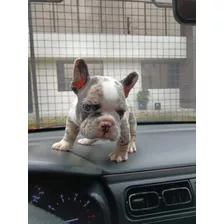 Bulldog Frances Micro Padre Importado