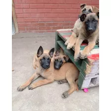 Cachorros Pastor Belga Malinois