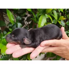  Salchicha Dachshund Cachorros Mini Reserva