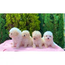 Precio De Bichon Maltes Oferta